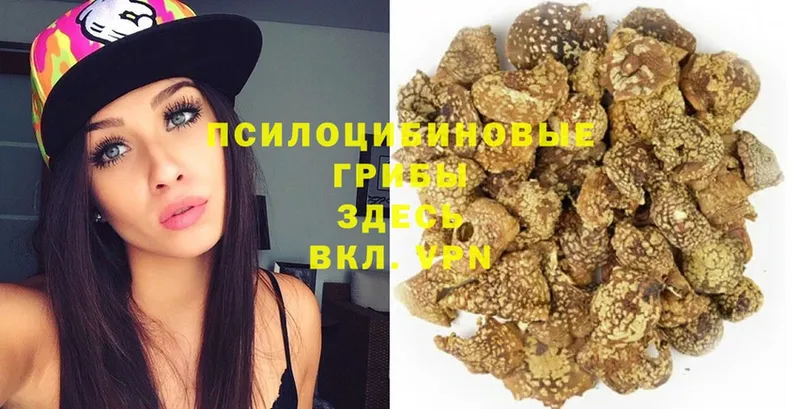 Псилоцибиновые грибы Psilocybe  блэк спрут как зайти  Волгоград 